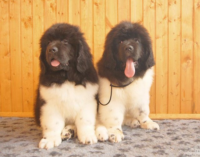 Фото: ньюфаундленд Супер Бизон Зербино, ньюфаундленд Супер Бизон Златогор