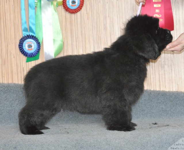 Фото: Бегущая по волнам ФОГЕТ МИ НОТ