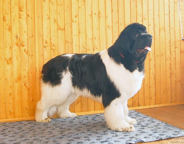 Фотография № 93433