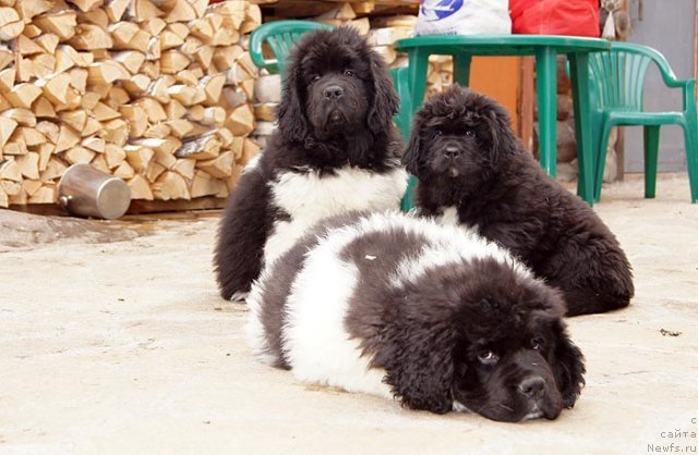 Фото: ньюфаундленд Супер Бизон Златогор, ньюфаундленд Супер Бизон Зербино, ньюфаундленд Супер Бизон Индия