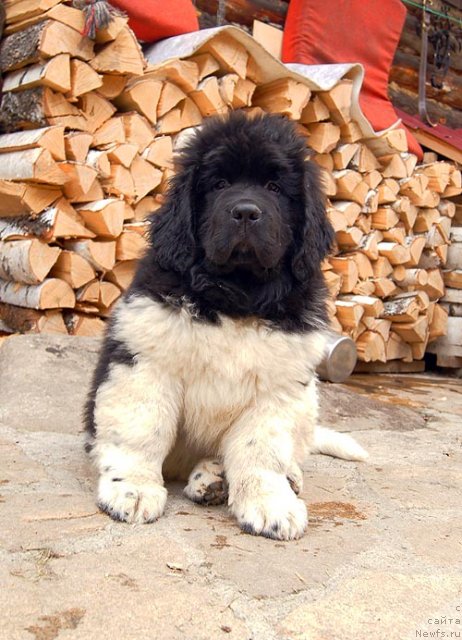 Фото: ньюфаундленд Супер Бизон Златогор