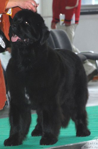 Фото: ньюфаундленд Empress Melody Krolowej Morz