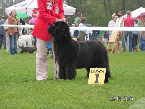 Фото: ньюфаундленд Empress Melody Krolowej Morz