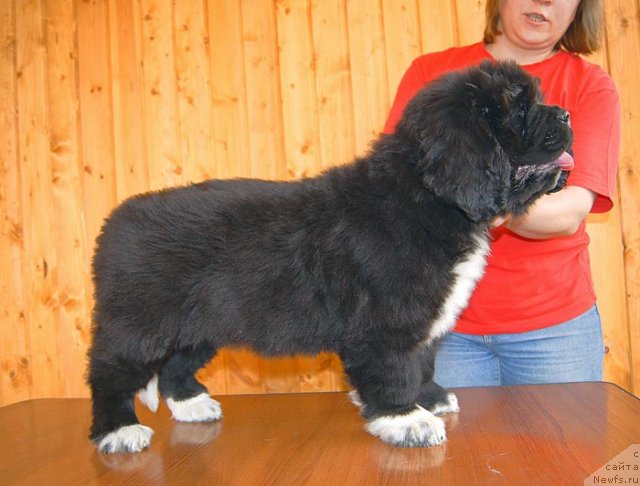 Фото: ньюфаундленд Супер Бизон Индия