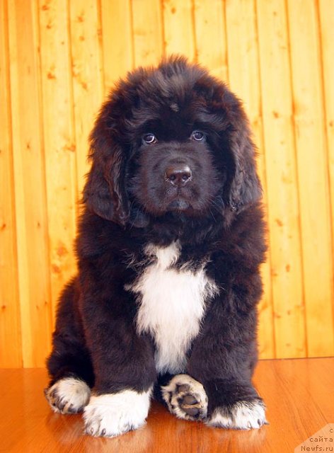 Фотография № 93510