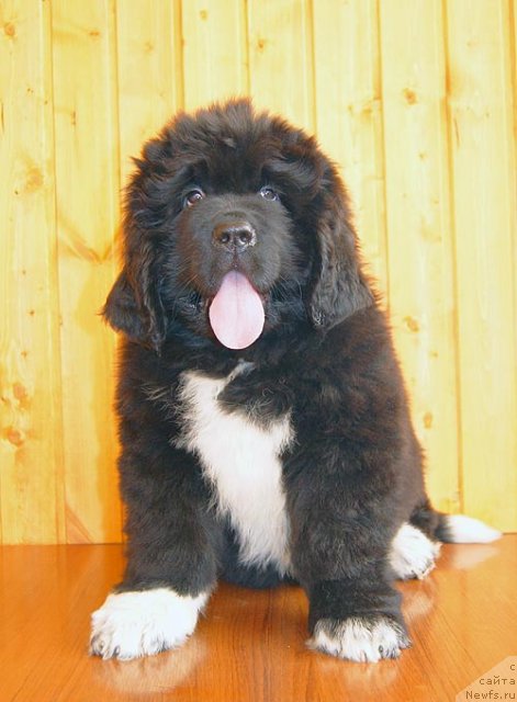 Фото: ньюфаундленд Супер Бизон Индия