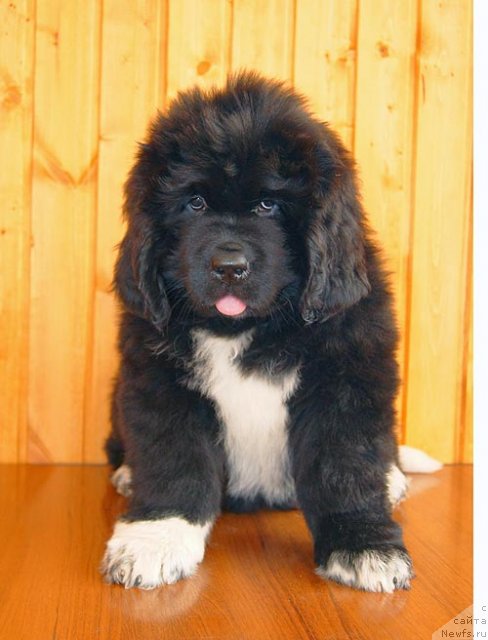 Фото: ньюфаундленд Супер Бизон Индия