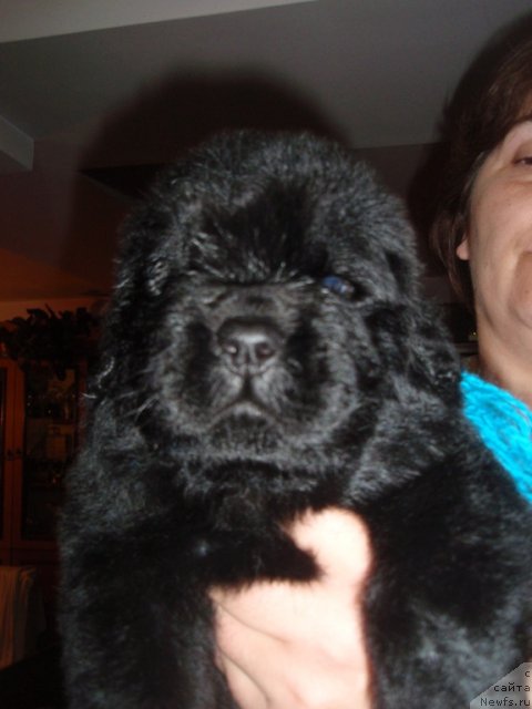 Фото: ньюфаундленд Ньюфорт Талисман Надежды