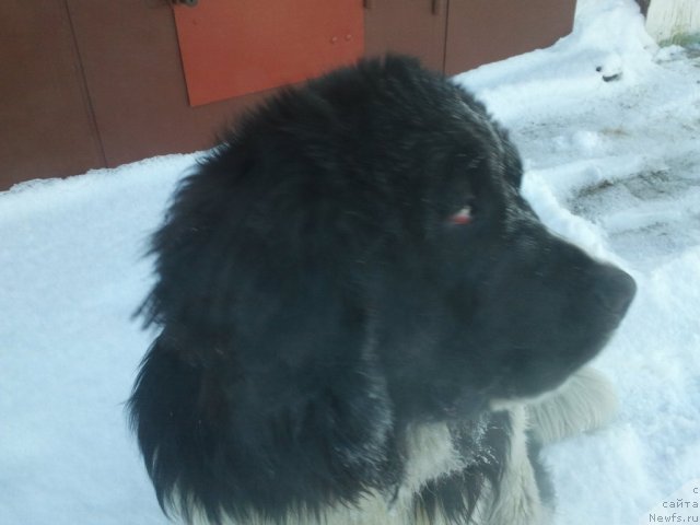 Фото: ньюфаундленд Отважный Рыцарь Айвенго из Тихого Омута