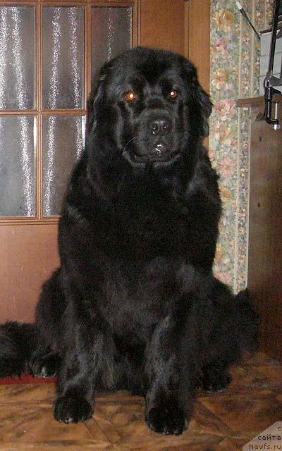 Фото: ньюфаундленд Черника Фамот