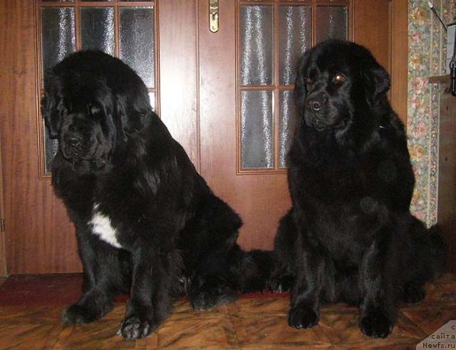 Фото: ньюфаундленд Супер Бизон Анталия, ньюфаундленд Черника Фамот