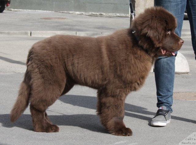 Фото: ньюфаундленд Ньюфорт Прадо