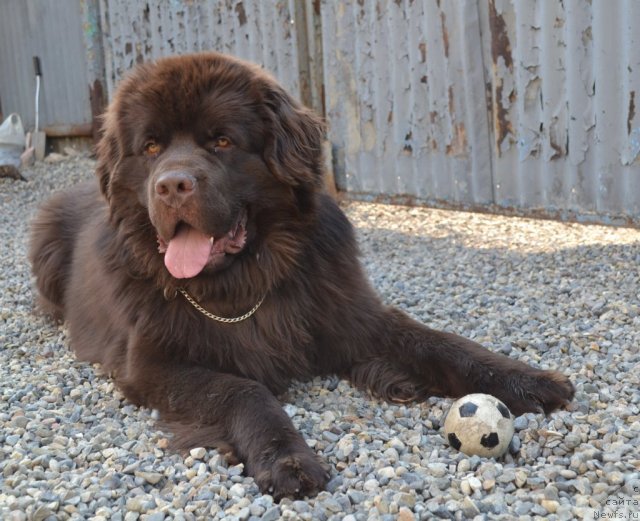 Фото: ньюфаундленд Акватория Келвин Риверданс (Aquatoriya Kelvin Riverdance)