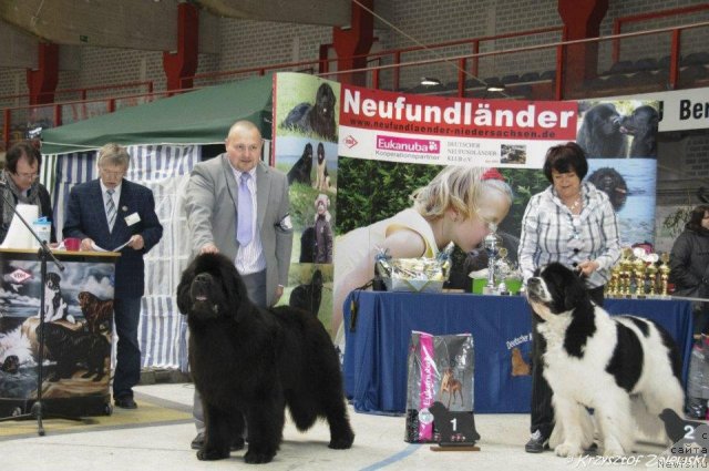 Фото: ньюфаундленд Акватория Келвин Калашникофф, ньюфаундленд Yoschi-Bruce vom Elsterufer