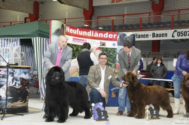 Фото: ньюфаундленд Акватория Келвин Калашникофф