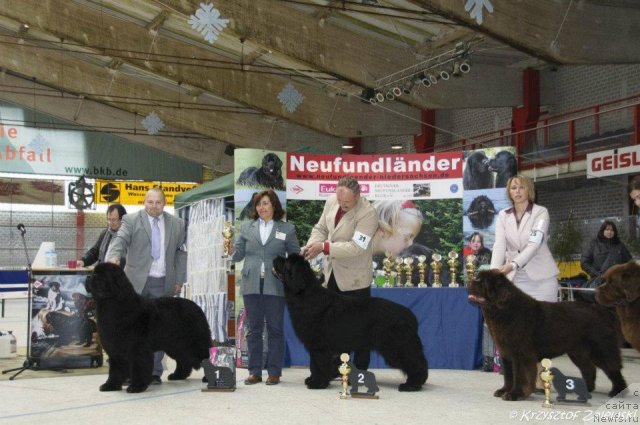 Фото: ньюфаундленд Акватория Келвин Калашникофф