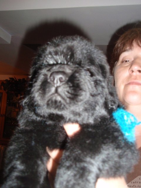 Фото: дети, ньюфаундленд Ефросинья из Царства Медведей