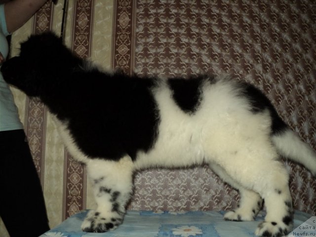 Фото: ньюфаундленд Плюшевая Панда Ферреро Ронд Нуар (Plushevaya Panda Ferrero Rond Noir)