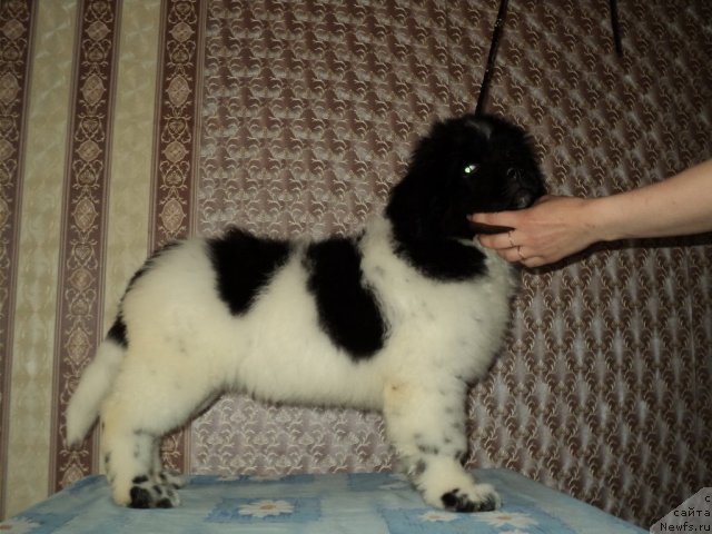 Фото: ньюфаундленд Плюшевая Панда Ферреро Ронд Нуар (Plushevaya Panda Ferrero Rond Noir)