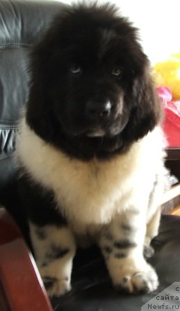 Фото: ньюфаундленд Плюшевая Панда Хлоя (Plushevaya Panda Chloe)