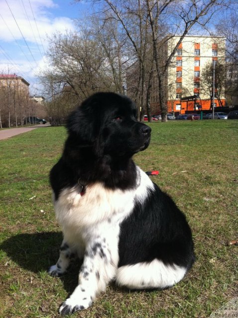 Фото: ньюфаундленд Плюшевая Панда Ультра Модная Штучка (Plushevaya Panda Ultra Modnaja Schtutschka)