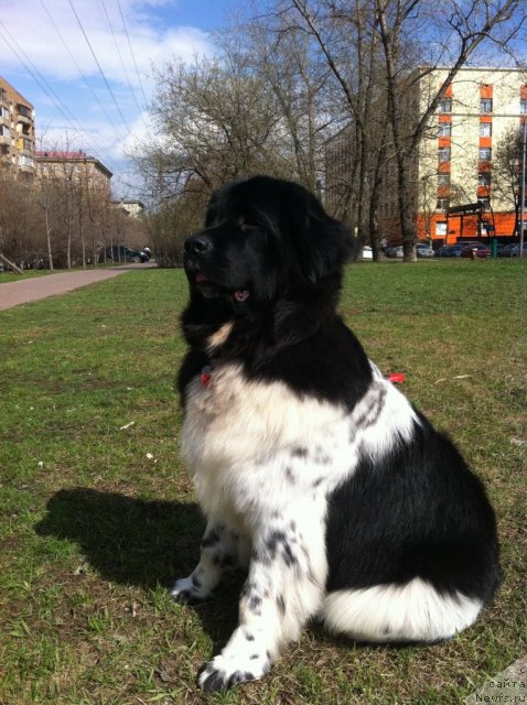 Фото: ньюфаундленд Плюшевая Панда Ультра Модная Штучка (Plushevaya Panda Ultra Modnaja Schtutschka)