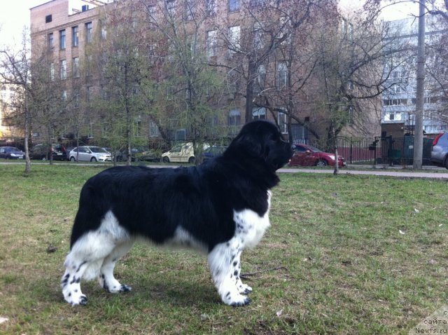 Фото: ньюфаундленд Плюшевая Панда Ультра Модная Штучка (Plushevaya Panda Ultra Modnaja Schtutschka)