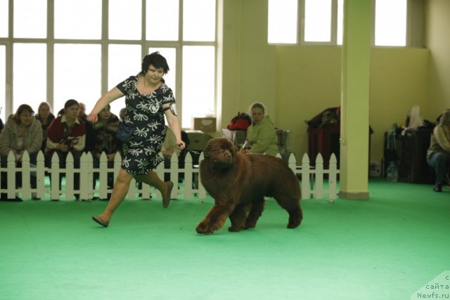 Фото: ньюфаундленд Акватория Келвин Редс Бегин энд Вин (Aquatoriya Kelvin Reds Begin and Win)