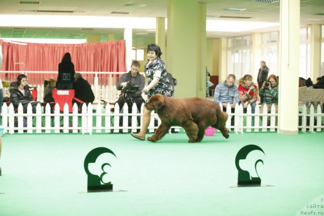 Фото: ньюфаундленд Акватория Келвин Редс Бегин энд Вин (Aquatoriya Kelvin Reds Begin and Win)