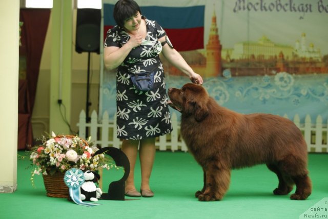 Фото: ньюфаундленд Акватория Келвин Редс Бегин энд Вин (Aquatoriya Kelvin Reds Begin and Win)