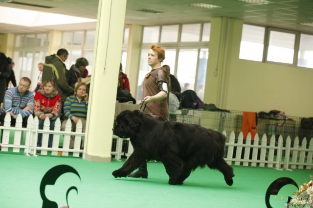 Фото: ньюфаундленд Beginning With Glory iz Volotova