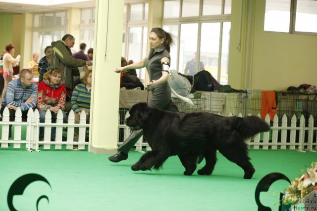 Фото: ньюфаундленд Woligord Lifeguard iz Volotova