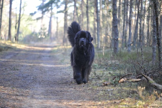 Фото: ньюфаундленд Дар Свезы Юнесса Корона Аустралис (Dar Svezy Unessa Korona Australis)