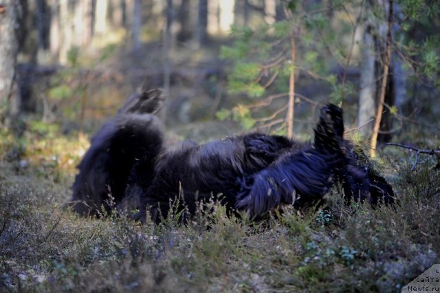 Фото: ньюфаундленд Дар Свезы Юнесса Корона Аустралис (Dar Svezy Unessa Korona Australis)