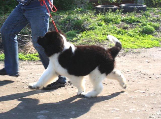 Фото: ньюфаундленд Черный Шарм Великобритания