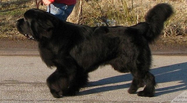 Фото: ньюфаундленд Дар Свезы Ювенал Вале (Dar Svezy Uvenal Vale)