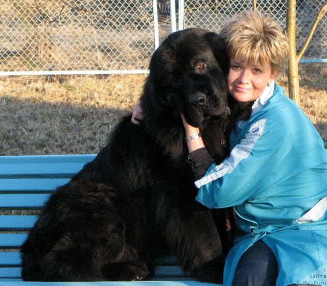 Фото: ньюфаундленд Дар Свезы Ювенал Вале (Dar Svezy Uvenal Vale)