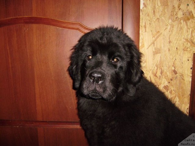 Фото: ньюфаундленд Дар Свезы Белле оф зе Балл