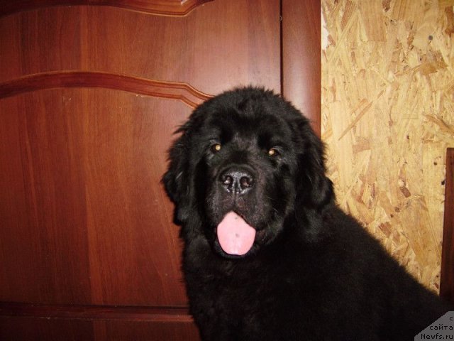 Фото: ньюфаундленд Дар Свезы Белле оф зе Балл