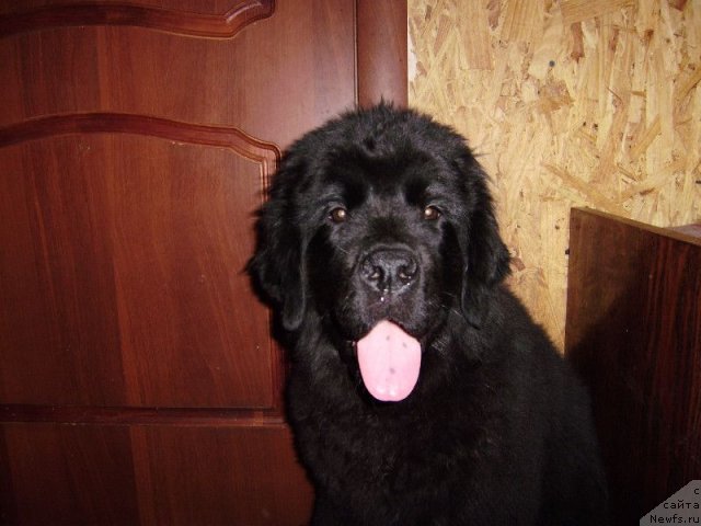 Фото: ньюфаундленд Дар Свезы Белле оф зе Балл