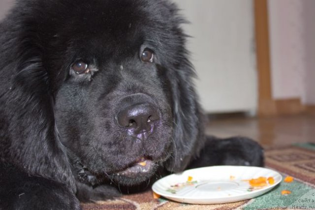 Фото: ньюфаундленд Дар Свезы Бесаме Мучо