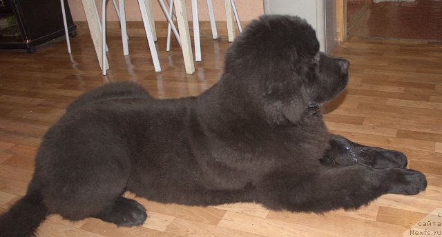 Фото: ньюфаундленд Дар Свезы Бесаме Мучо