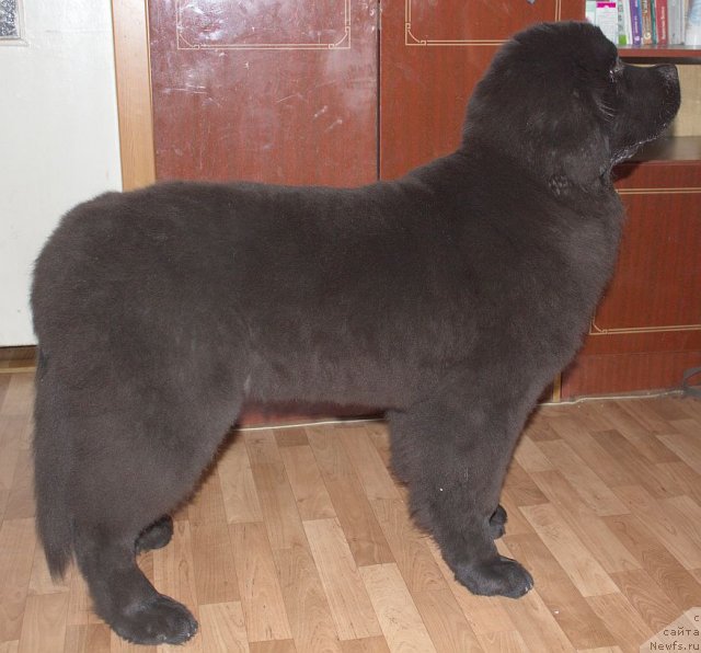 Фото: ньюфаундленд Дар Свезы Бесаме Мучо