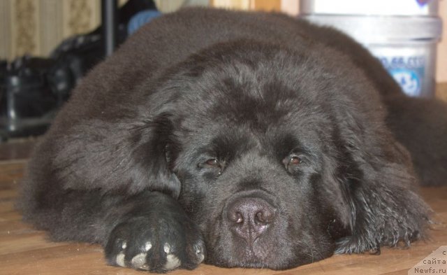 Фото: ньюфаундленд Дар Свезы Бесаме Мучо
