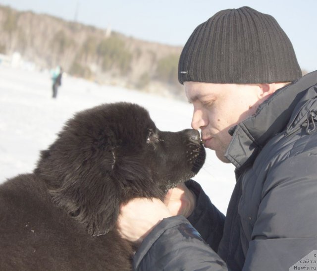 Фото: ньюфаундленд Дар Свезы Бесаме Мучо