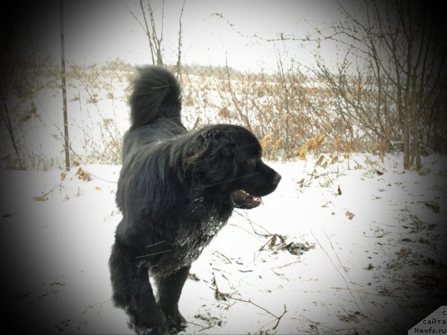 Фото: Егор Евсин, ньюфаундленд Уютная Долина Бибигон Брейв Кид