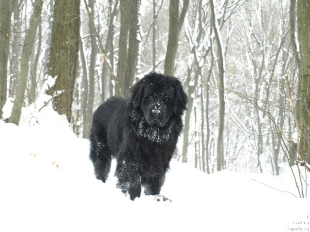Фото: ньюфаундленд Уютная Долина Бибигон Брейв Кид