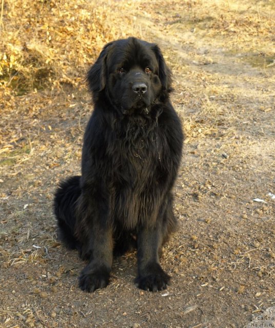 Фото: ньюфаундленд Уютная Долина Бибигон Брейв Кид