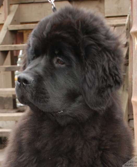 Фото: ньюфаундленд Дар Свезы Бриллиант Идеа (Dar Svezy Brilliant Idea)