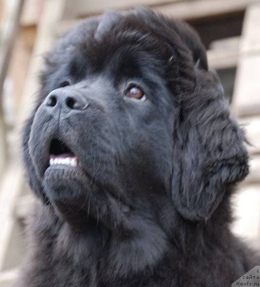 Фото: ньюфаундленд Дар Свезы Бриллиант Идеа (Dar Svezy Brilliant Idea)